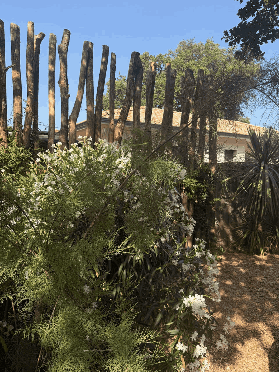 jardin (7)